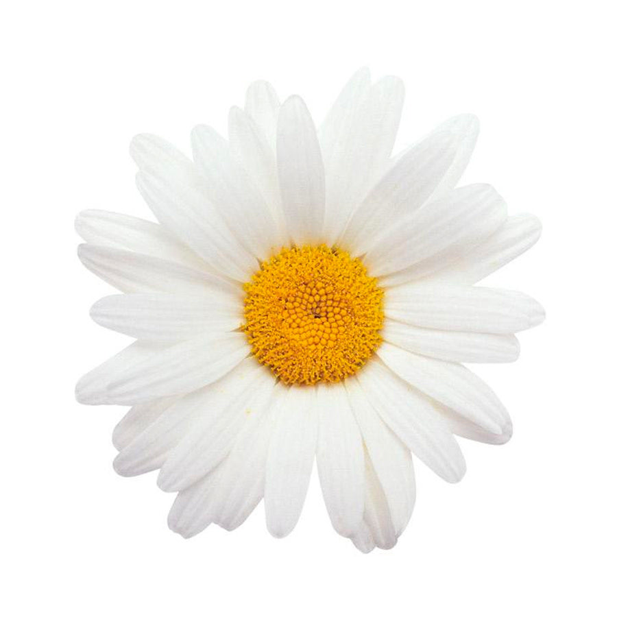 Daisy Card - Bee Bee Designs